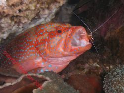 Open Wide Coral Cod and cleaner shrimp. Bali Olympus 7070. by Brad Cox 